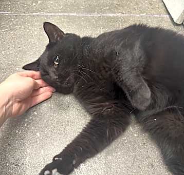 Photo of Sylvester