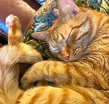 Photo of Houdini