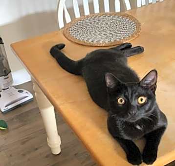 Photo of Binx