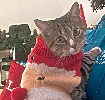 Photo of Mochi