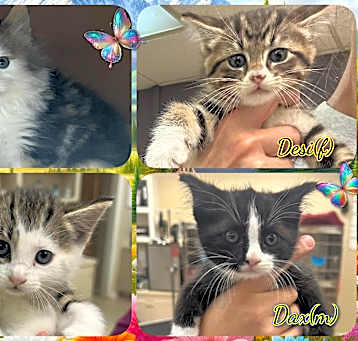 Photo of THERESA's BABIES