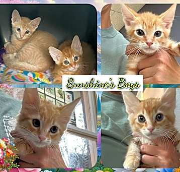 Photo of SUNSHINE'S KITTENS