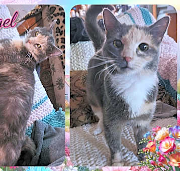 Photo of ANGEL