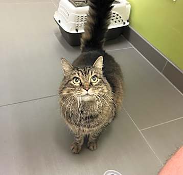Photo of Goose