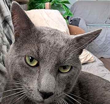 Photo of Gordo