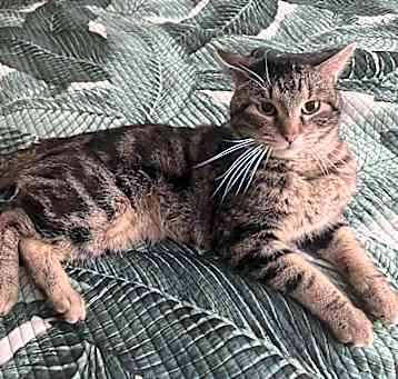 Photo of Bullseye
