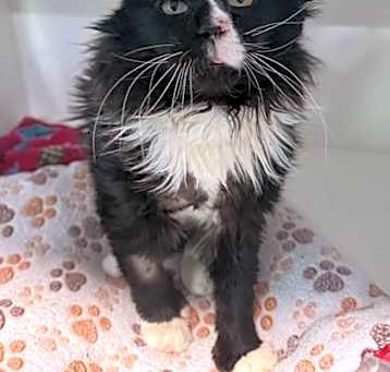 Photo of Emerald
