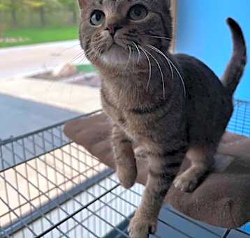 Photo of C272 Litter Talia A Ghul