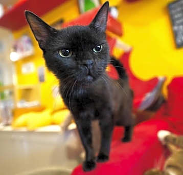 Photo of Muffin