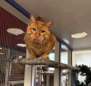Photo of Bart