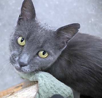 Photo of Diamond