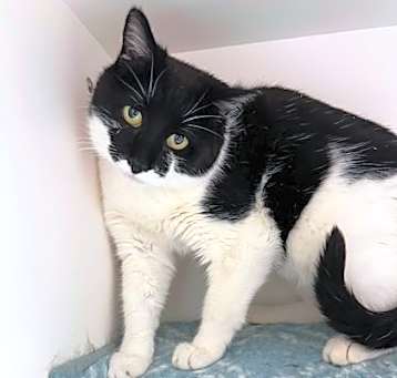 Photo of Scuttle