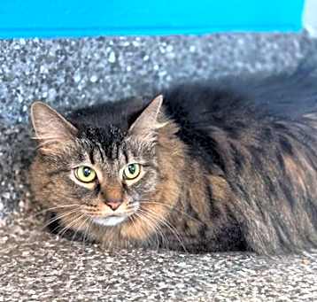 Photo of Princess