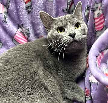 Photo of Cookie