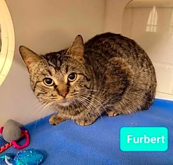 Photo of Furbert