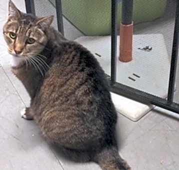 Photo of Sadie