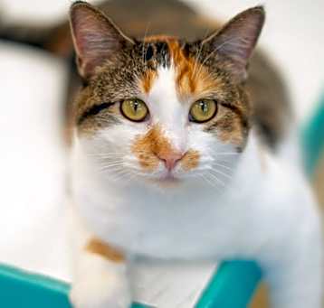 Photo of Cally