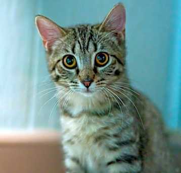 Photo of Nugget