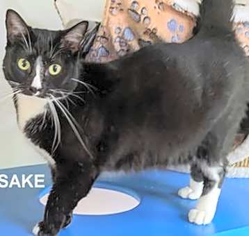 Photo of Momma Sake