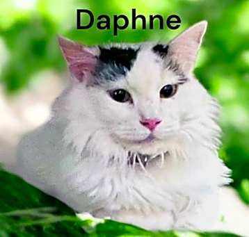 Photo of Daphne