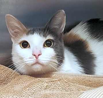 Photo of June Bug