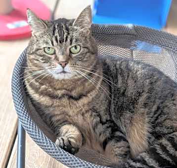 Photo of Kit Kat