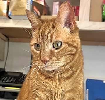 Photo of Cinnamon