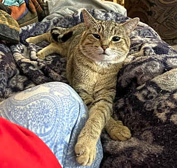 Photo of Zazu