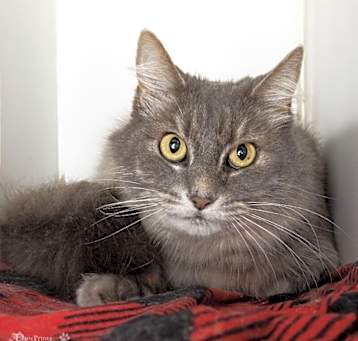 Photo of Lady Grey
