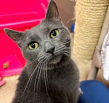 Photo of Loco- Regal resident, adoption fees waived!