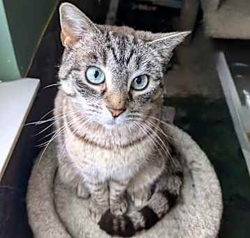 Photo of Sage