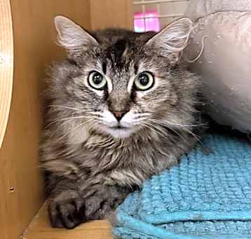 Photo of Tilly Napa Petco