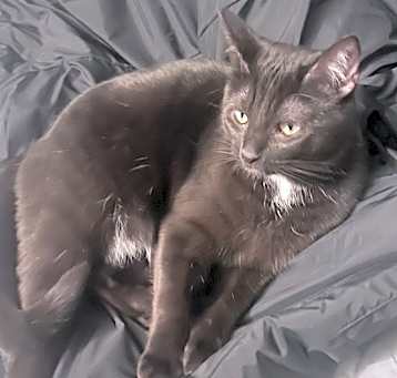 Photo of Shadow