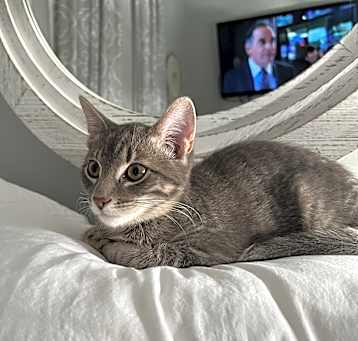 Photo of Dezi