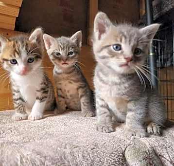Photo of Cappuccino, Latte, Mochaa