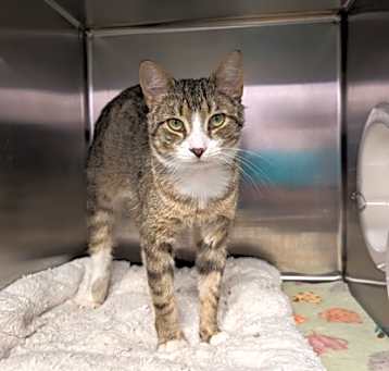 Photo of Tigris