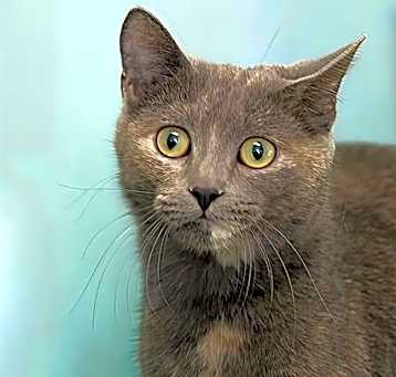 Photo of CELESTE