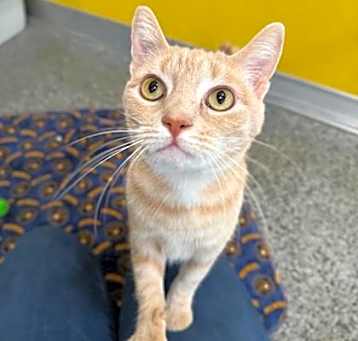 Photo of Chai