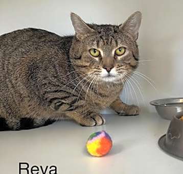 Photo of Reva
