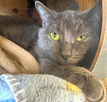 Photo of Nugget