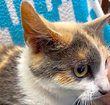 Photo of Cookie