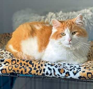 Photo of HEMI