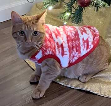 Photo of Pumpkin