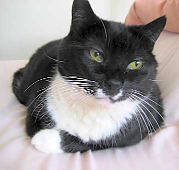 Photo of Sweet Pea