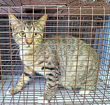 Photo of KIWI