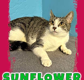 Photo of Sunflower