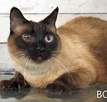 Photo of Bobby