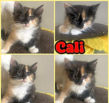 Photo of CALI