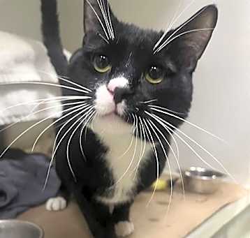 Photo of ZORRO