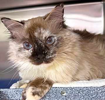 Photo of Yuki